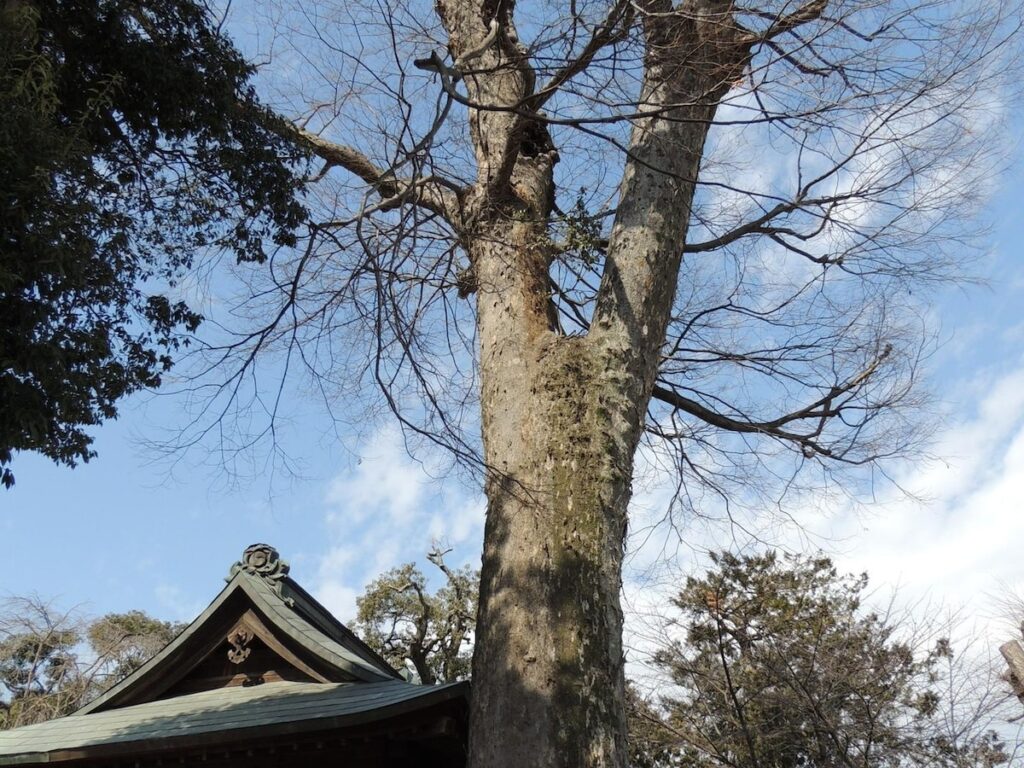 好き＆行ってみたい「愛媛県のパワースポット」ランキング！ 2位は「広瀬神社のケヤキ」、1位は？ - All About ニュース