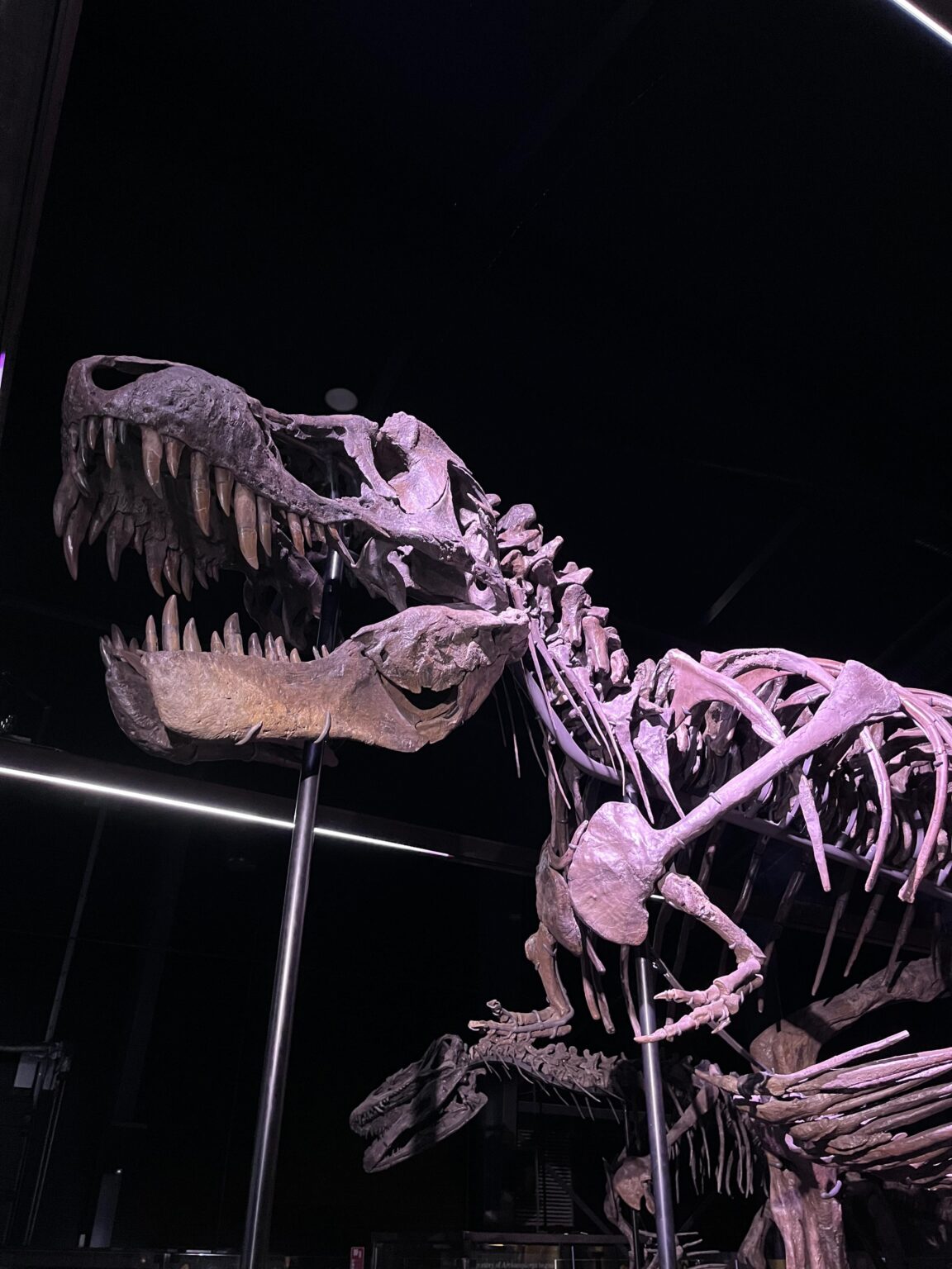 現在、デンマークでT-Rexスケルトンを見ることができます。 Knuthenborg Safari Parkで