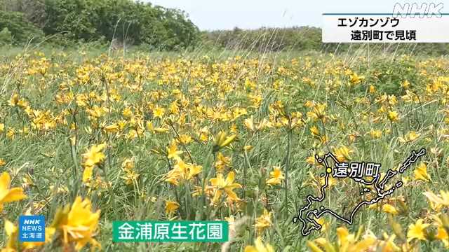 遠別町 夏の訪れ告げるエゾカンゾウの花 見頃｜NHK 北海道のニュース