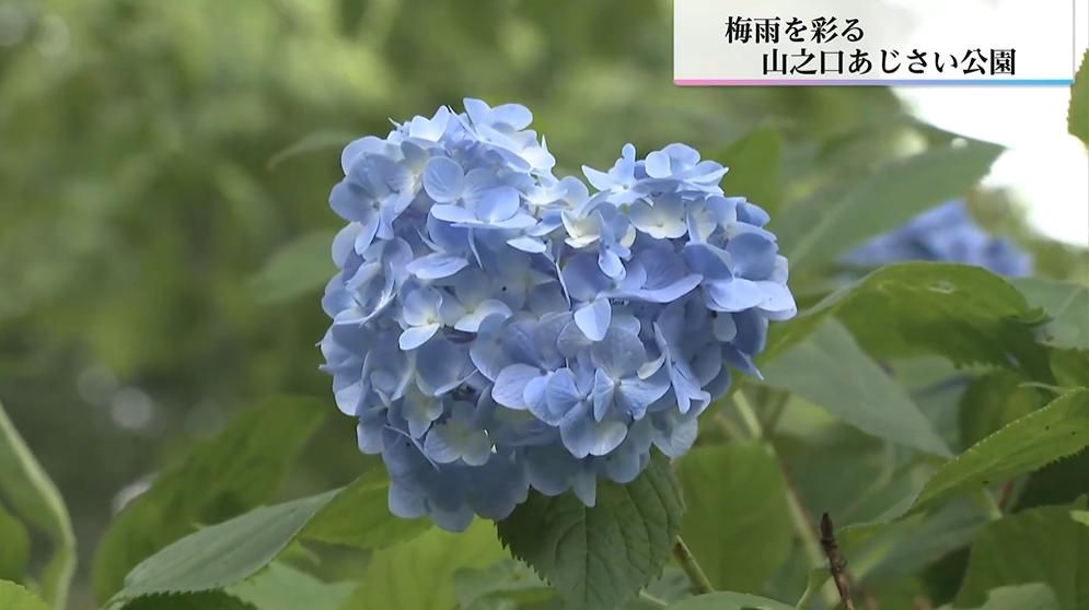 共有