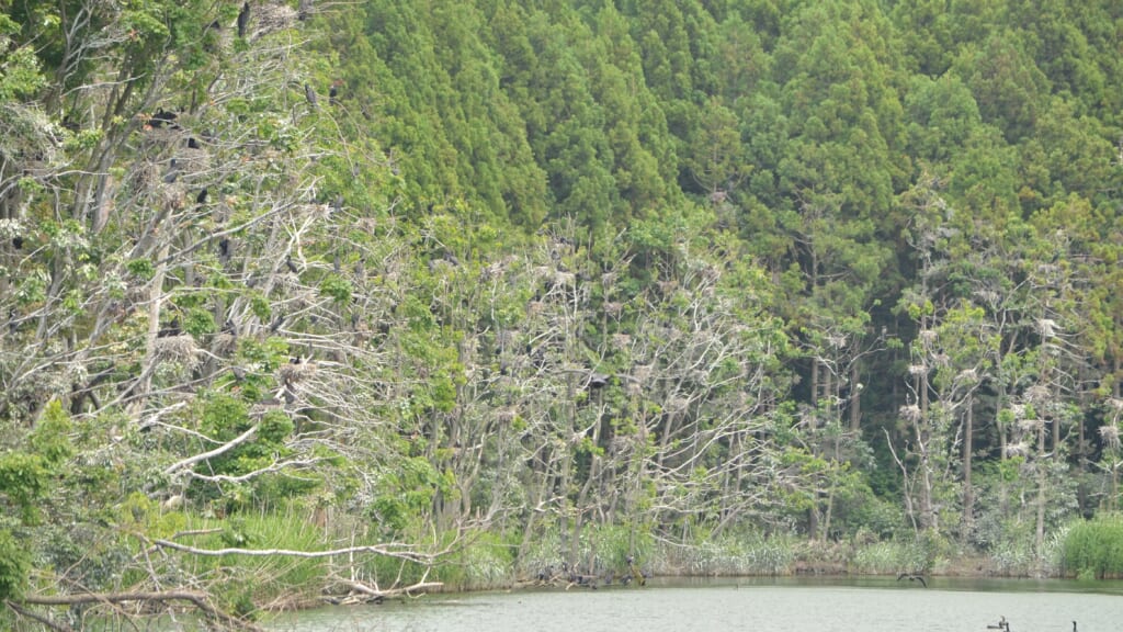 カワウの巣、青森県内から４００巣消える　漁業被害など懸念　情報提供呼びかけ – デーリー東北デジタル