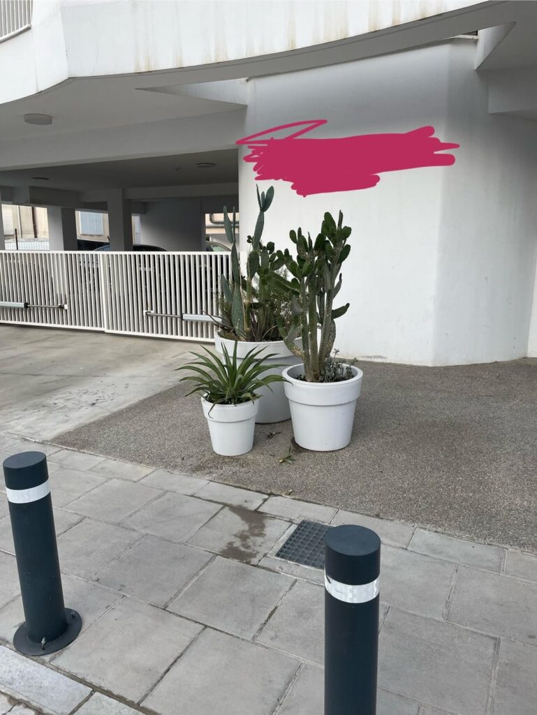 ニコシアの暑い北西に向かう舗装の日陰の鉢植え植物？