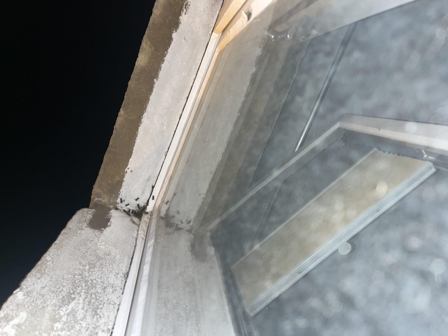ミツバチ？他の昆虫？