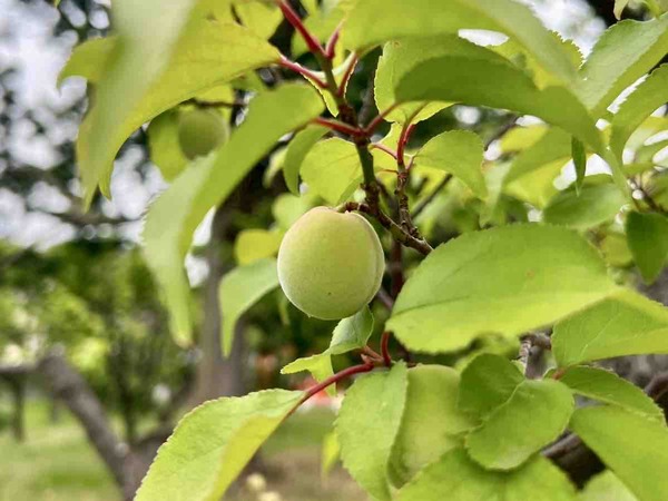 新潟市 イベント 6月