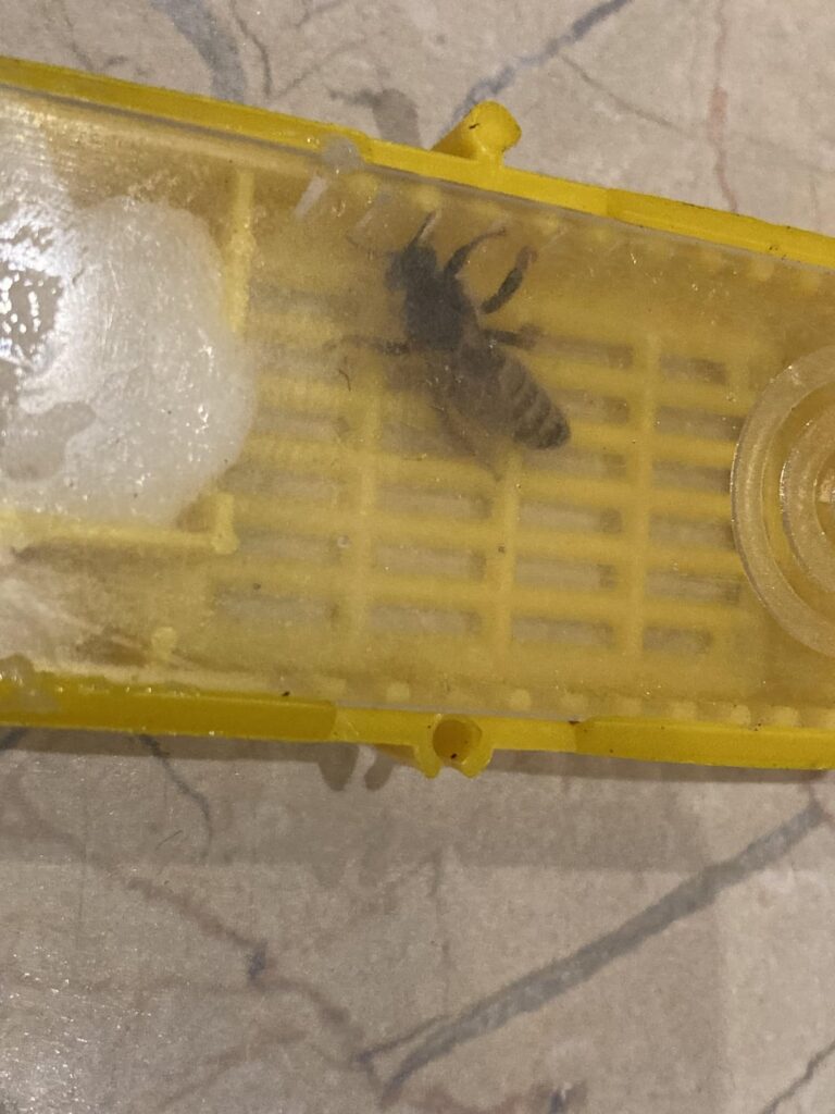 王族