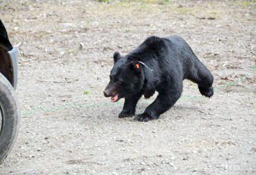 クマ出没多発 保護から個体数調整検討へ 奈良県の対策、転換期に - 奈良新聞