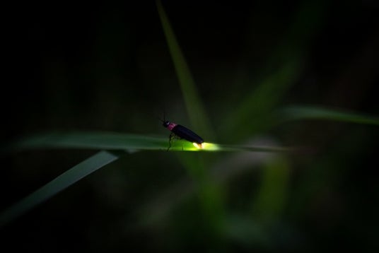 最高のリトリートを体験できる THE FIVE RIVERS FINE GLAMPING 群馬 白沢　”ホタルサウナ＆ホタル観賞会2025”開催　”ホタルでととのう9日間”