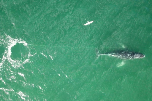 Tangled humpback whale sparks rescue mission off Australia