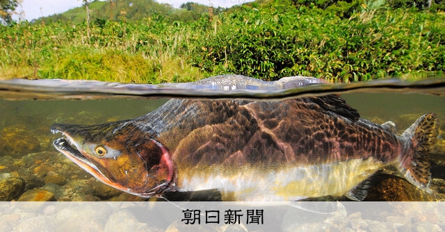 知床で消えた「黒い川」 世界自然遺産の象徴「カラフトマス」が激減：朝日新聞 - 朝日新聞
