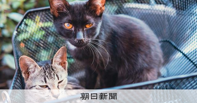 茨城のネコでSFTS陽性、関東で初か　マダニ媒介感染症リスク拡大 [茨城県]：朝日新聞