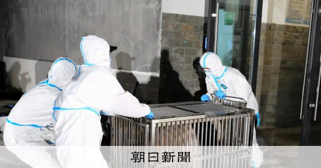 白浜から返還のパンダ4頭、中国四川省に到着　繁殖研究基地で検疫へ [和歌山県]：朝日新聞
