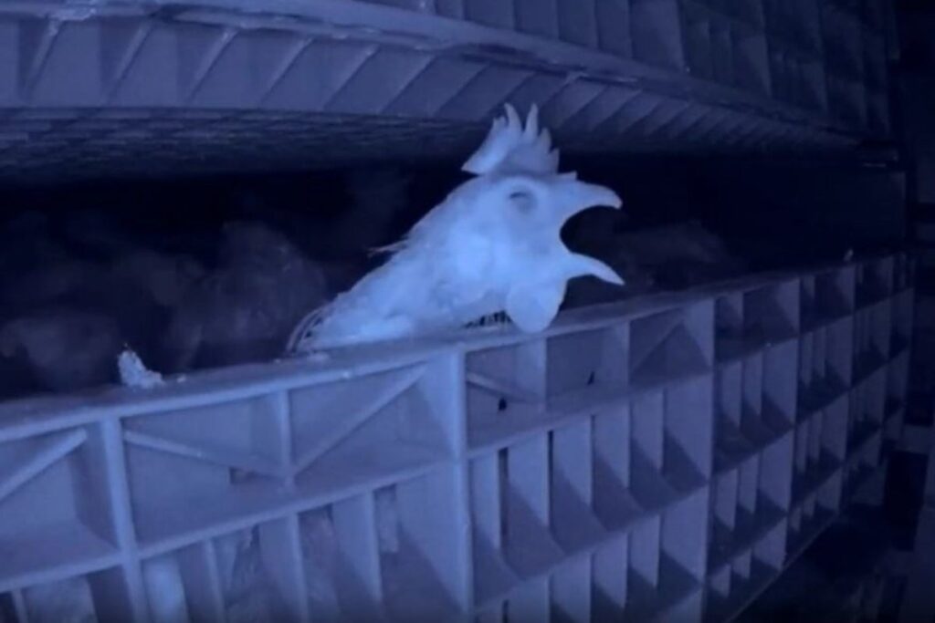 秘密のビデオは、卵産業鶏のガス室の死を明らかにします