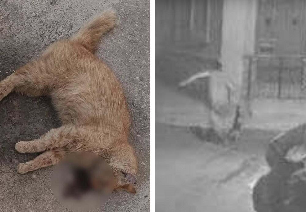 これ以上動物の虐待はありません
