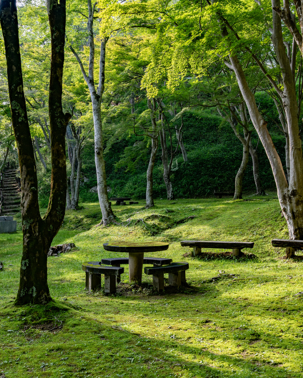 もみじ公園の新緑画像１