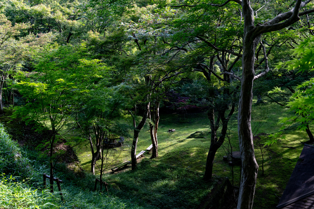 もみじ公園の新緑全体画像
