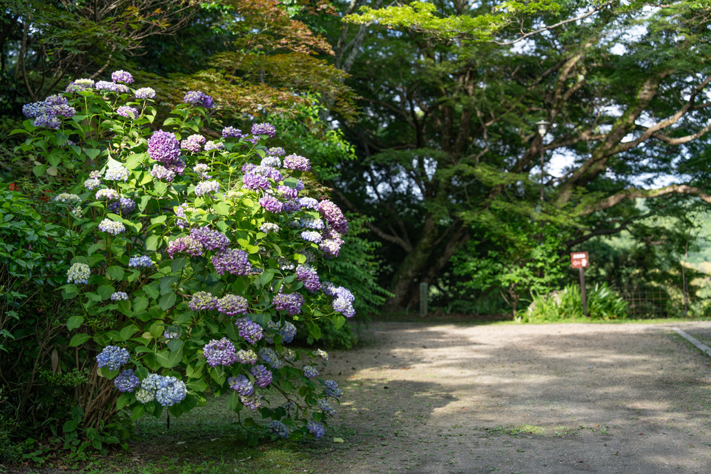 笠置寺のあじさい画像