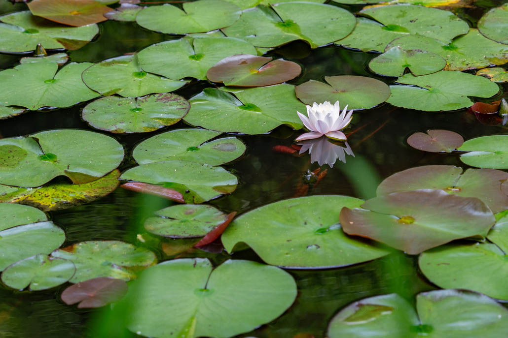 岩船寺のスイレンの画像