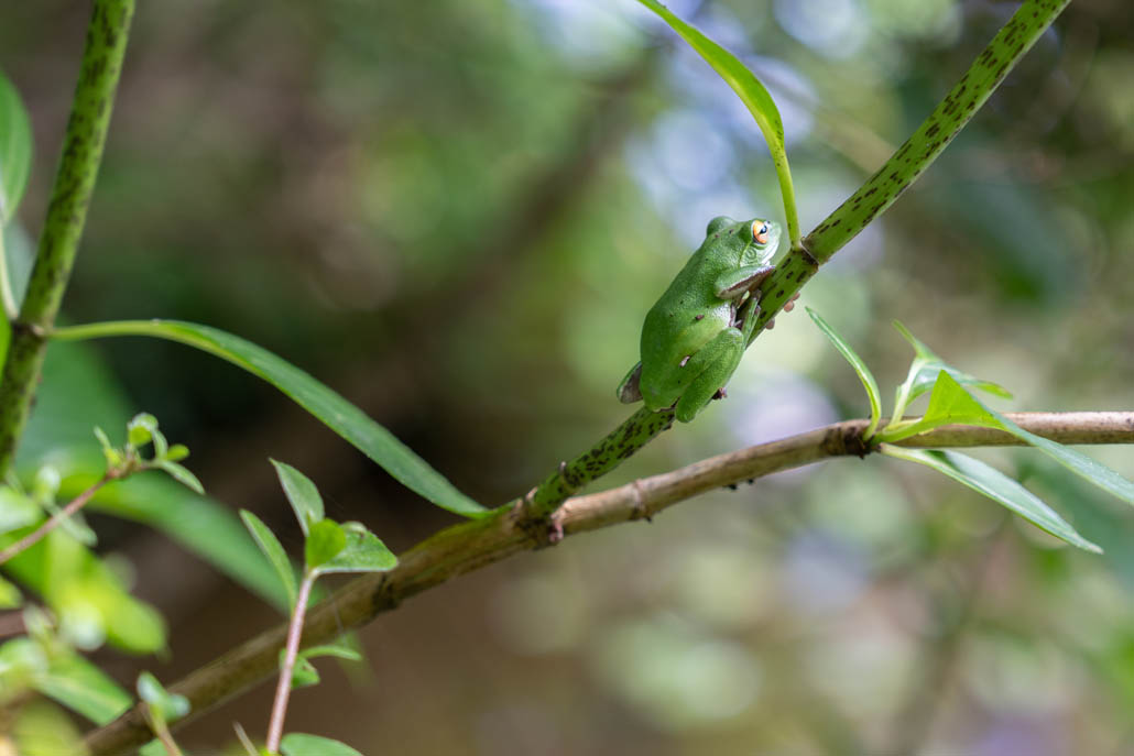 岩船寺のカエルの画像