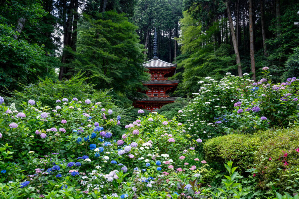 アジサイが見頃の岩船寺の画像