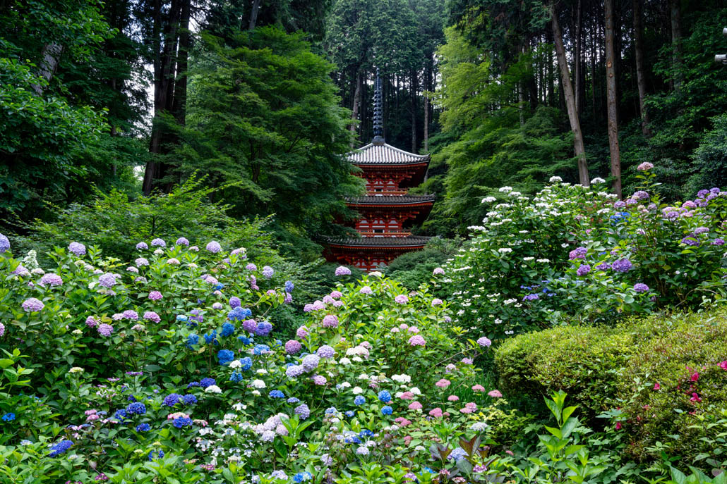 アジサイが見頃の岩船寺の画像