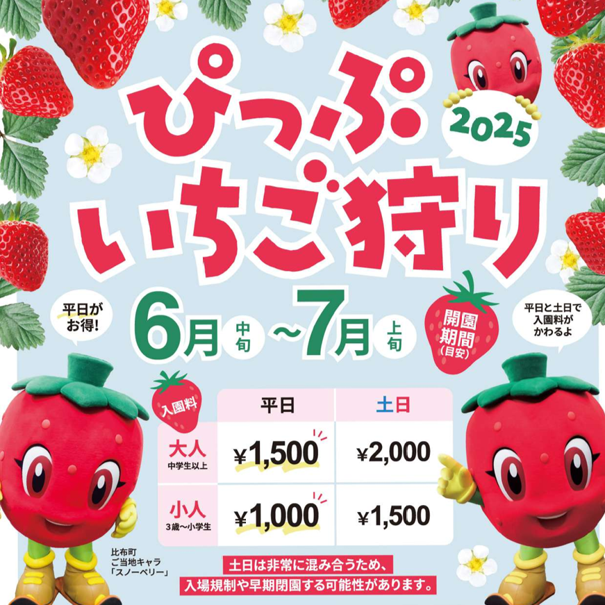 北海道でしか食べられない品種も！ぴっぷいちご狩り2025開催！ | asatan