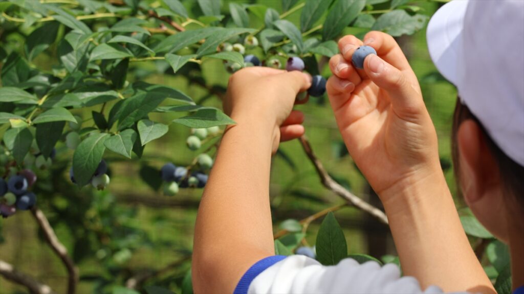 瀬加小学校の児童がブルーベリー狩りを満喫。兵庫県市川町「AND sense FARM」がシーズンオープン! |いいものタウン – 兵庫県まんなか地域のニュースメディア 瀬加小学校の児童がブルーベリー狩りを満喫。兵庫県市川町「AND sense FARM」がシーズンオープン! |いいものタウン - 兵庫県まんなか地域のニュースメディア