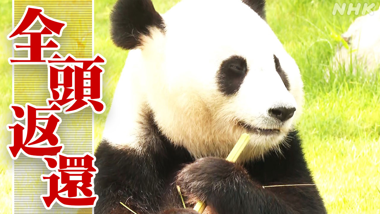 パンダ4頭 “全頭返還” の衝撃 パンダのまち白浜の今後は？