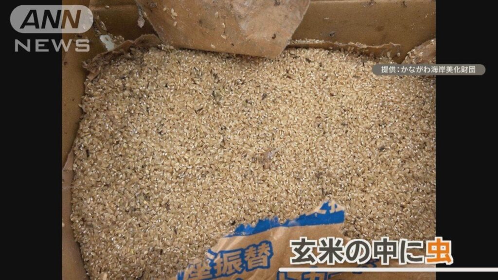 海岸に玄米を不法投棄　転売目的か　虫わかす？