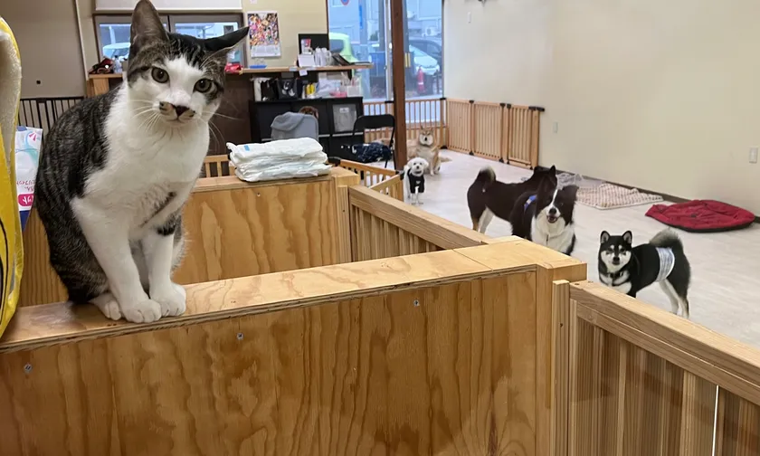 犬も猫も
