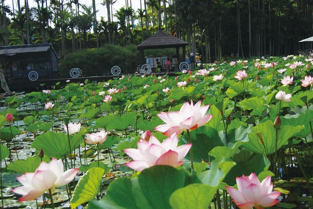 蓮の花と台湾朝食、すがすがしい朝　東南植物楽園「楽園朝涼み」開催　沖縄