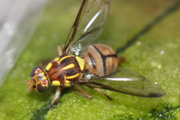 伊江、伊平屋、伊是名でセグロウリミバエ確認 移動規制拡大の恐れも 沖縄
