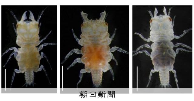 クワガタに似たウミクワガタ、鳥取沖などで新種 99年ぶり再発見も