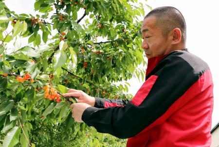 守れ、サクランボ日本一　栽培１５０年、山形奮闘 - 琉球新報デジタル