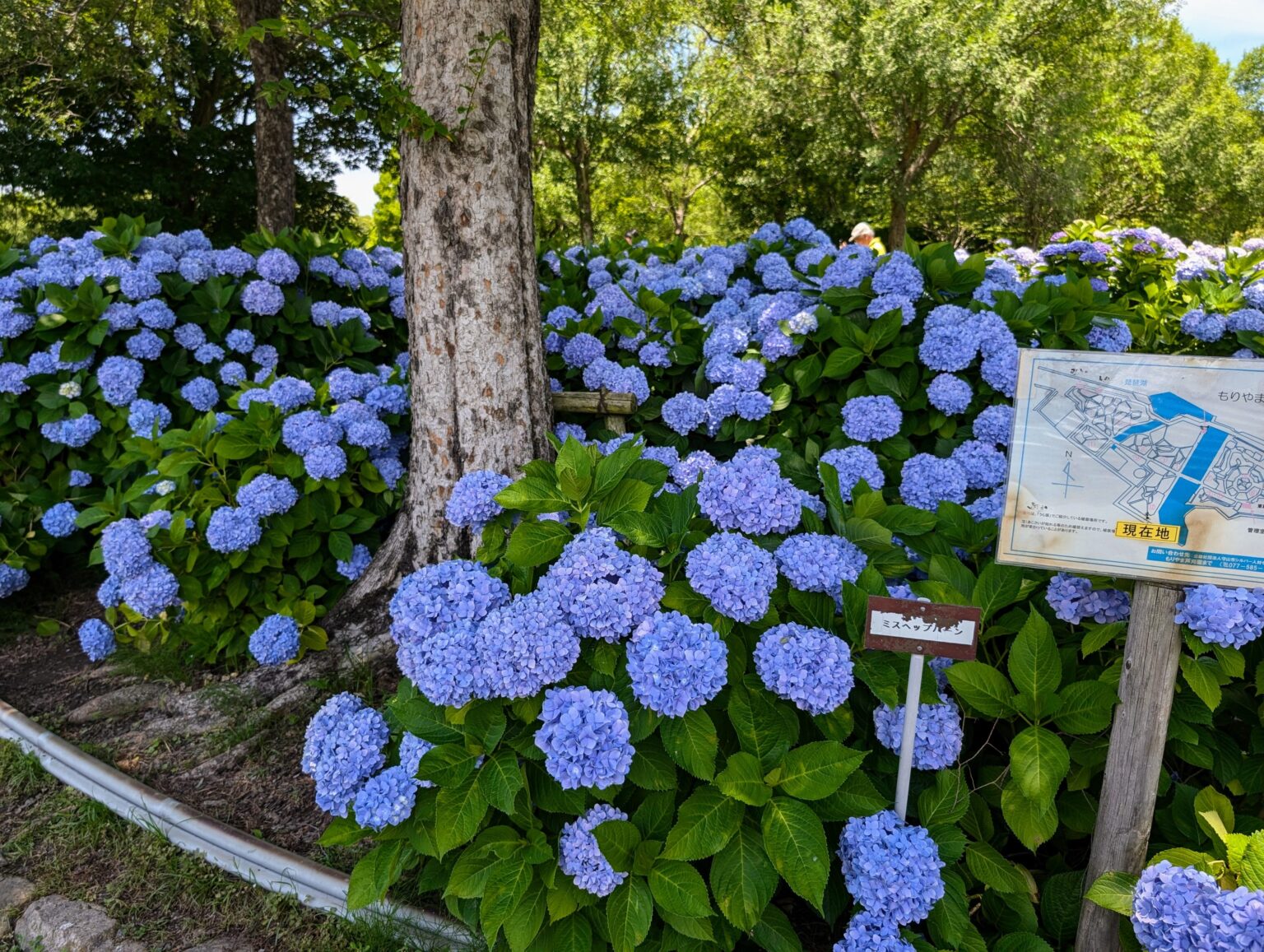 6/1から開園スタート。計10,000本の紫陽花が見られる『もりやま芦刈園』 / 守山市杉江町