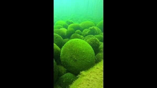 〈阿寒湖マリモ“良好”に成長〉キネタンペ湾の湖底でゆらゆらと転がる姿を水中カメラで撮影＿直径6センチになるまで150年以上とも〈北海道釧路市〉