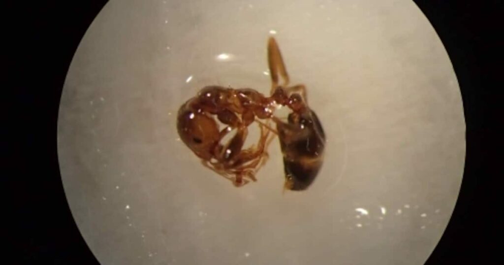 中国発コンテナから大量「ヒアリ」 女王100匹含む2150匹と卵など500個、横浜港 - 産経ニュース