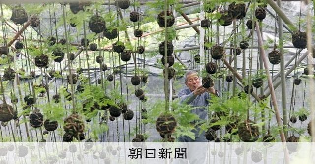そよそよ揺れて涼を演出「つりしのぶ」が出荷最盛期 兵庫・宝塚