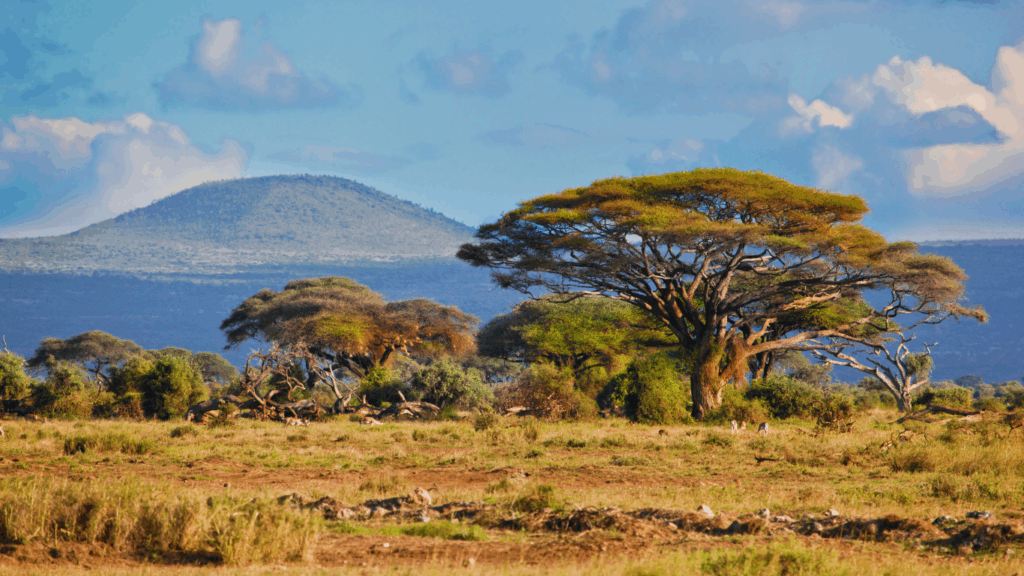 Africa Advances Carbon Market Strategy to Drive Climate Finance
