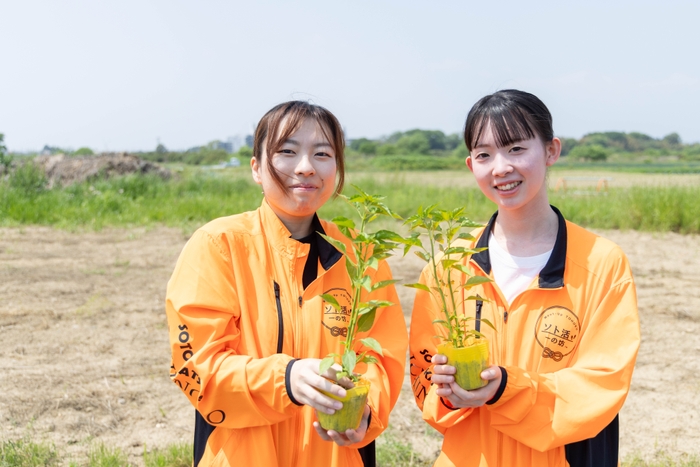 ポットに育ったとうがらしの苗