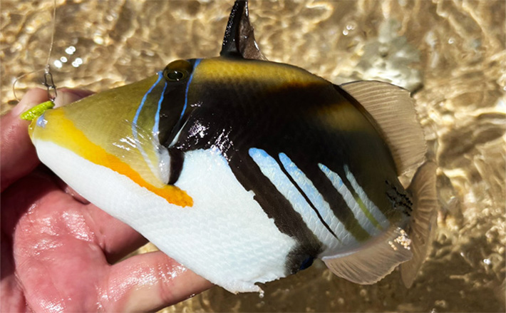 宮古島旅行の合間にライトゲームを満喫【沖縄】初魚種だらけの南国五目釣りを達成 (2025年6月29日) - エキサイトニュース