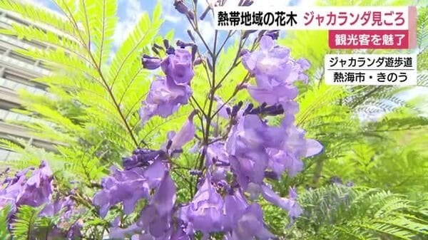 世界三大花木と呼ばれる熱帯地域の花「ジャカランダ」 熱海市で見ごろ迎える