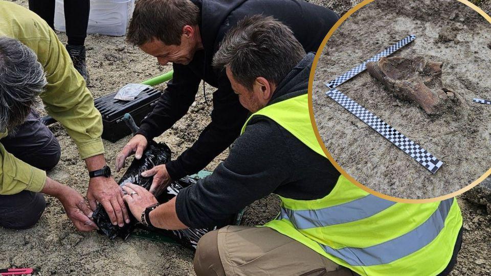 ポーランドの高速道路建設中に氷老人の「マンモスが残っている」