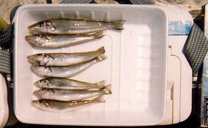 清水港の投げキス釣りで13cmを頭に7尾手中【静岡】シーズン本番に向けて好発進 | TSURINEWS 清水港の投げキス釣りで13cmを頭に7尾手中【静岡】シーズン本番に向けて好発進