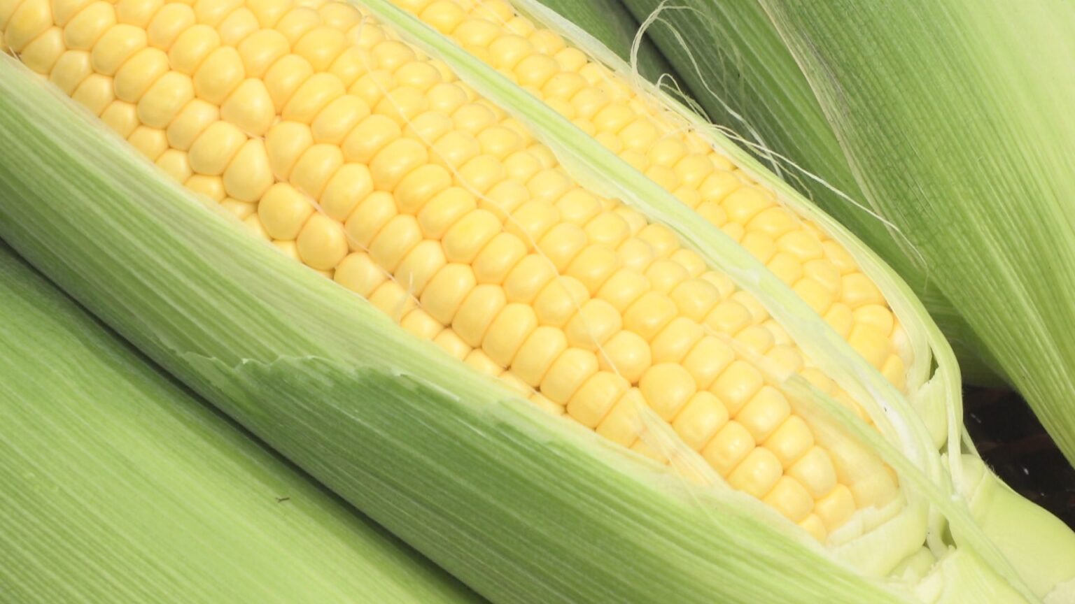 観音寺市でスイートコーンの出荷が最盛期　香川県の収穫量は中四国1位 | KSBニュース | KSB瀬戸内海放送