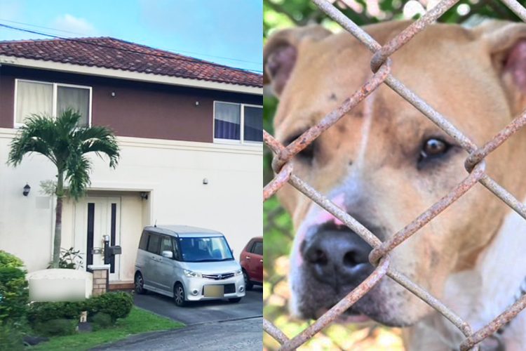 沖縄県でピットブルによる事件が相次ぐ 飼い犬が噛みつかれた例も (2025年6月14日掲載) – ライブドアニュース