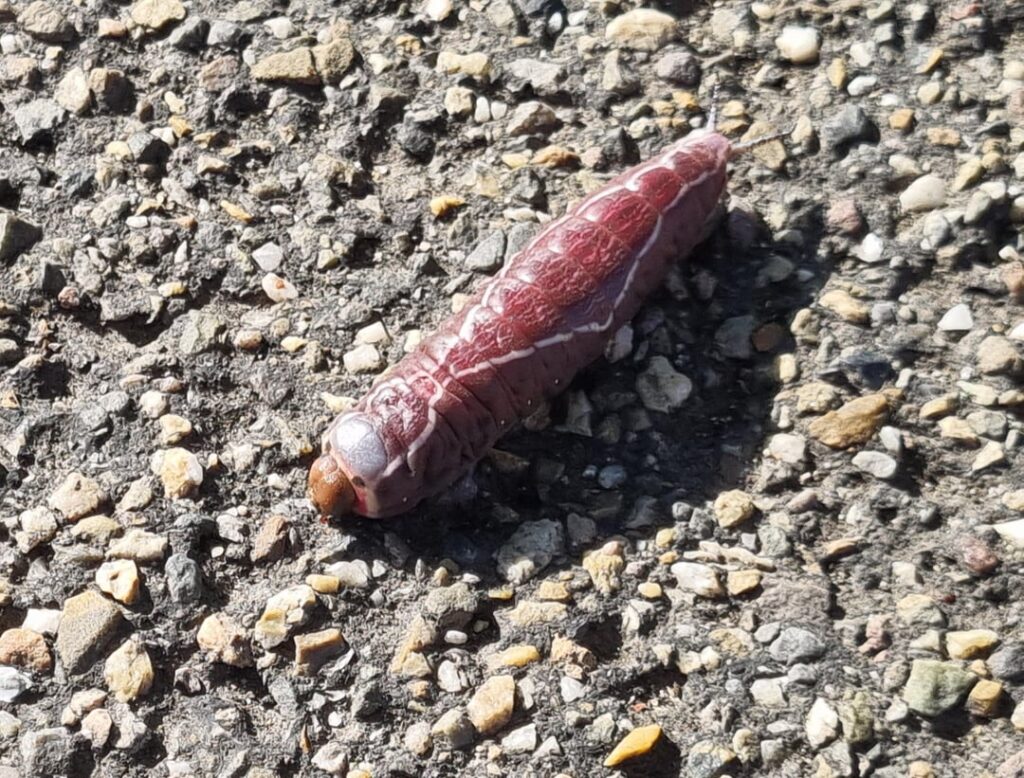 これはどんな毛虫ですか？
