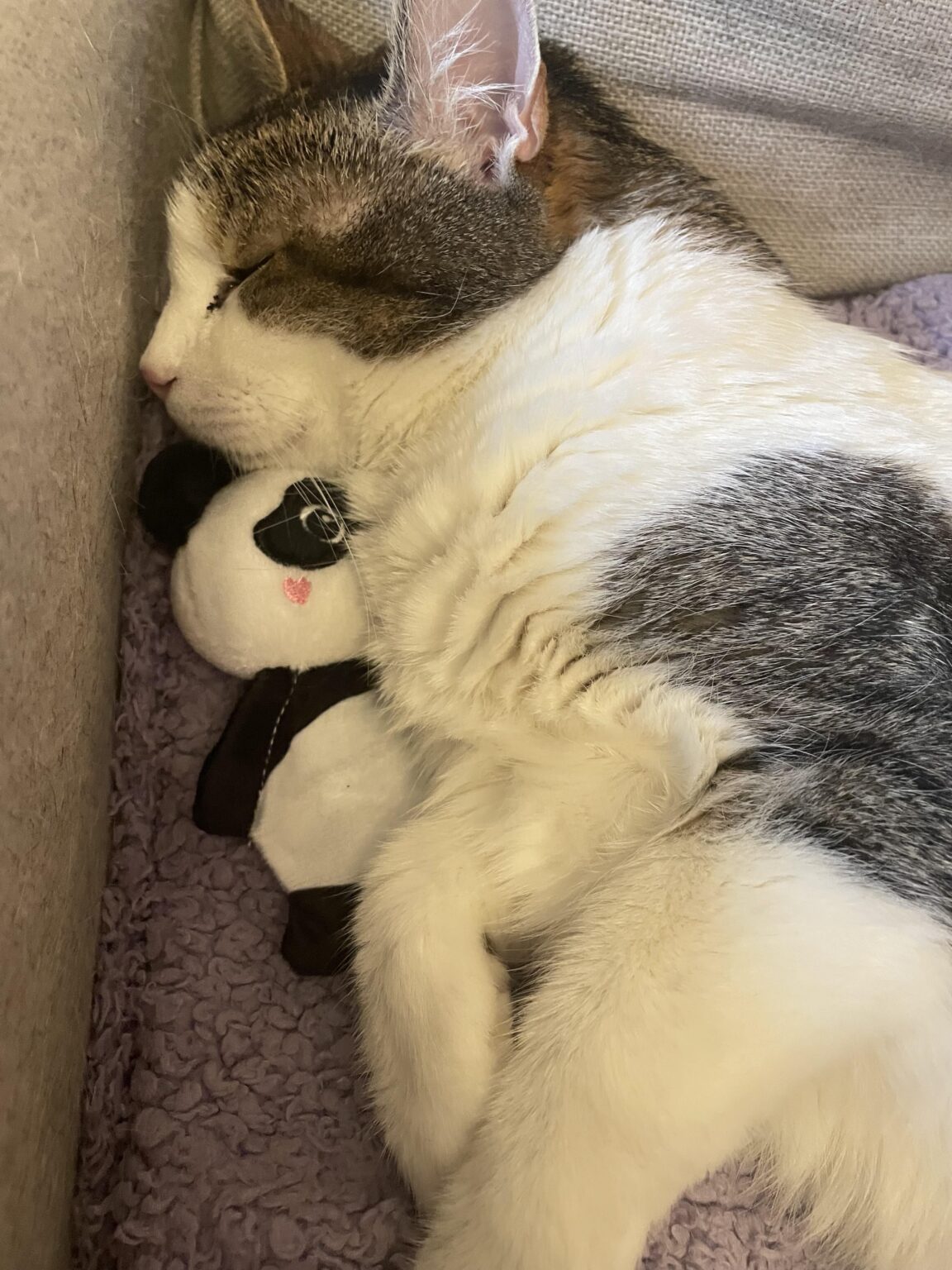 カシマルの子猫にエネルギーを送ります