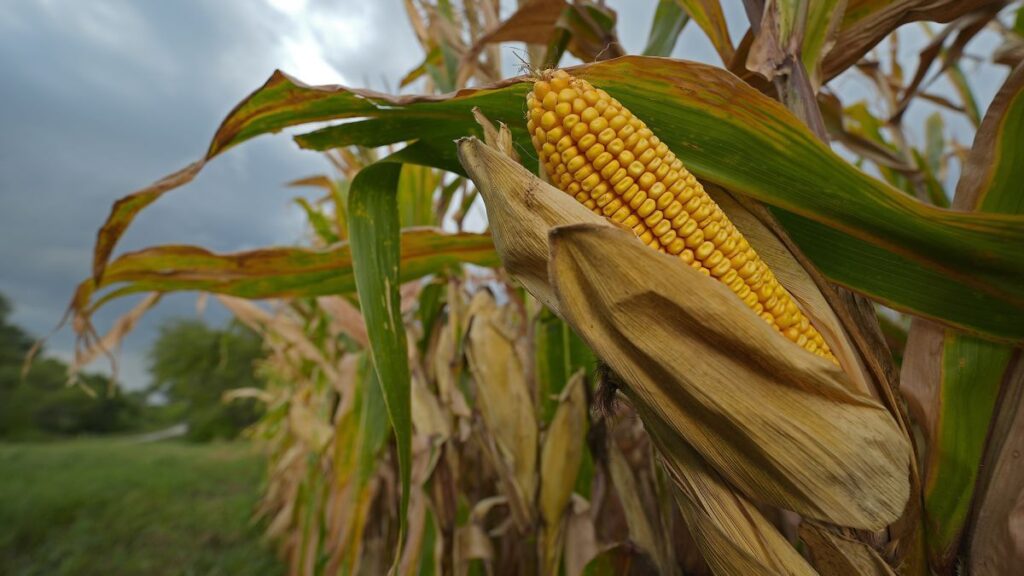 米国の主要食用作物、温暖化で今世紀中に生産量半減か　新研究 - CNN.co.jp