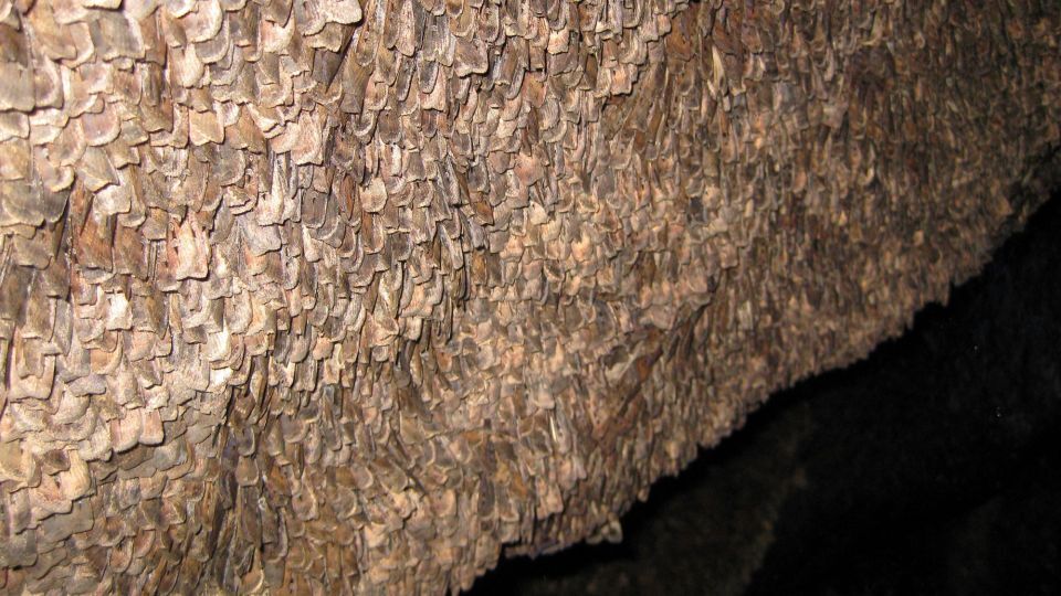 夏の間、コジオスコ山近くの洞窟の壁にびっしりと張り付いた大量のボゴンモス/Eric Warrant