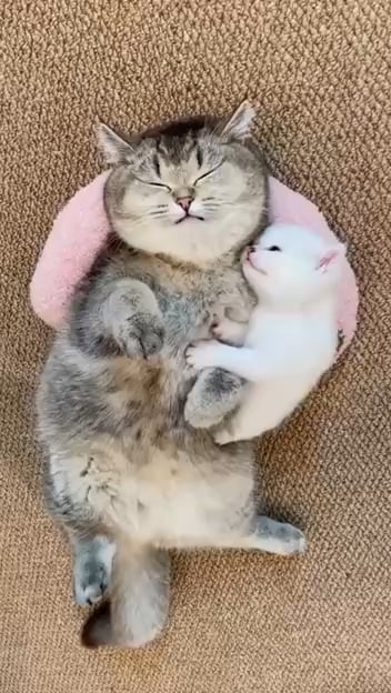 マチコボタ